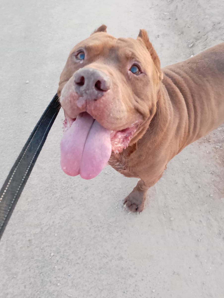 Perro sonriente en el desfile de perros en Bioparc Valencia.