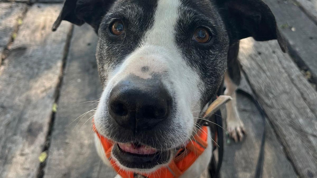 Perro con collar naranja en el desfile de perros en Bioparc Valencia