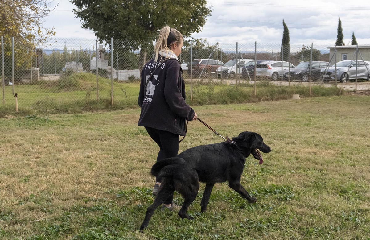 Una mujer paseando un perro negro en un campo