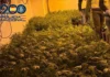 Desmantelan un cultivo de marihuana indoor con 600 Plantas en Torrent y detienen a un hombre Cultivo de marihuana indoor con 600 plantas en Torrent