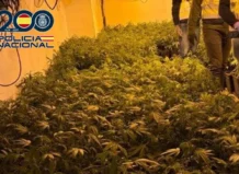Desmantelan un cultivo de marihuana indoor con 600 Plantas en Torrent y detienen a un hombre Cultivo de marihuana indoor con 600 plantas en Torrent