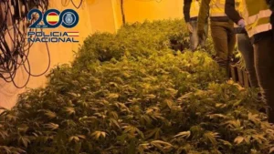 Cultivo de marihuana indoor con 600 plantas en Torrent