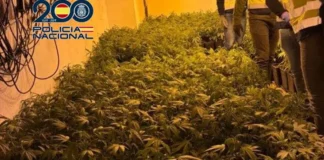 Cultivo de marihuana indoor con 600 plantas en Torrent