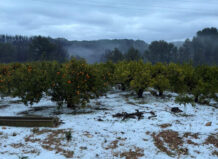 Campo de naranjos cubierto de granizo en Quatretonda