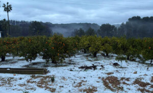 Campo de naranjos cubierto de granizo en Quatretonda