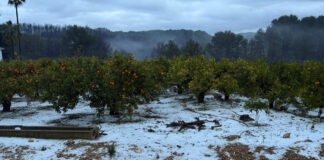 Campo de naranjos cubierto de granizo en Quatretonda