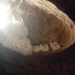 Hormiguelen Falla Luis Lamarca Velazquez