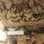 Hormiguelen Falla Luis Lamarca Velazquez