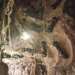 Hormiguelen Falla Luis Lamarca Velazquez