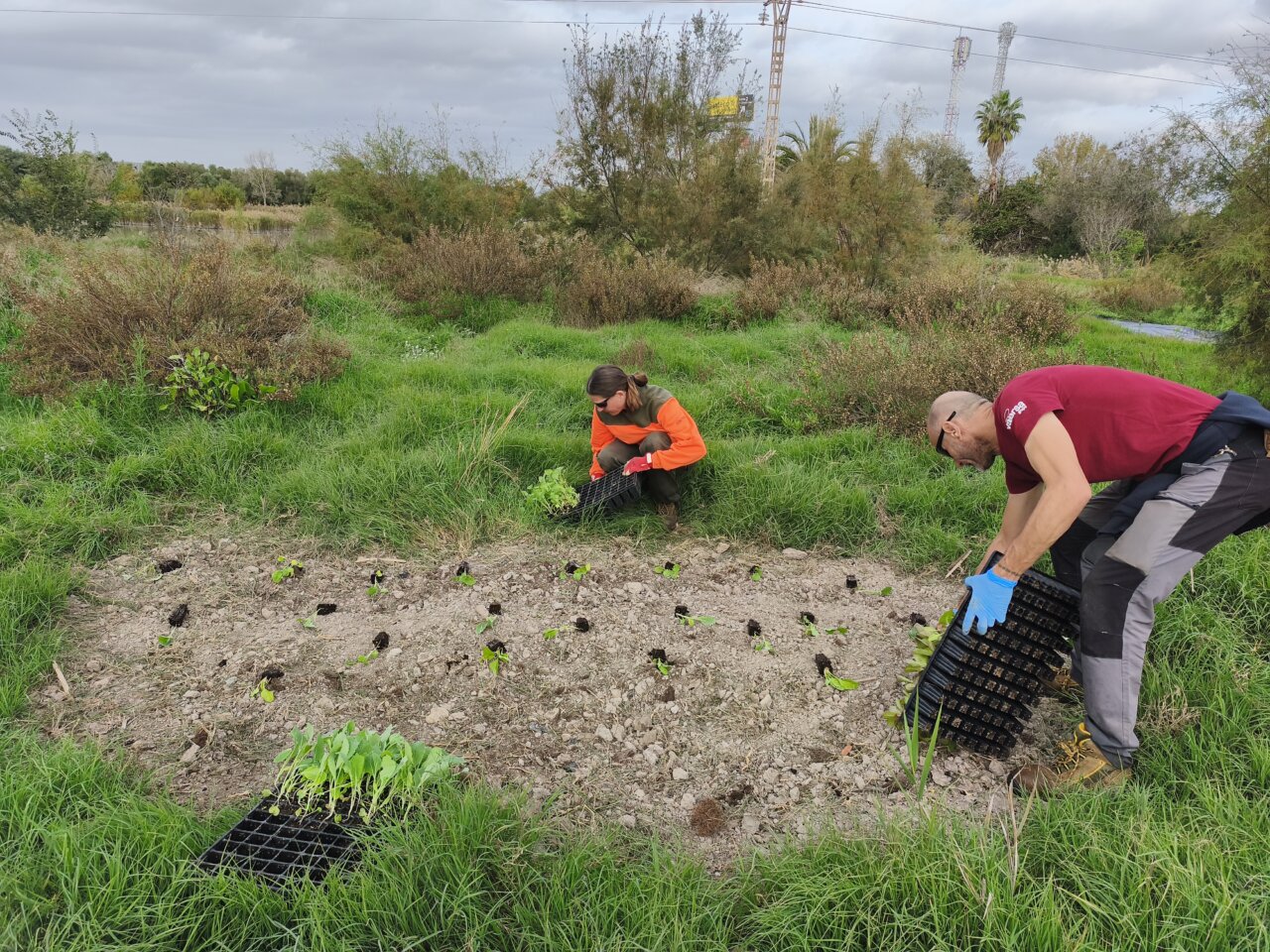 Personas trabajando en el huerto de mariposas en Massamagrell