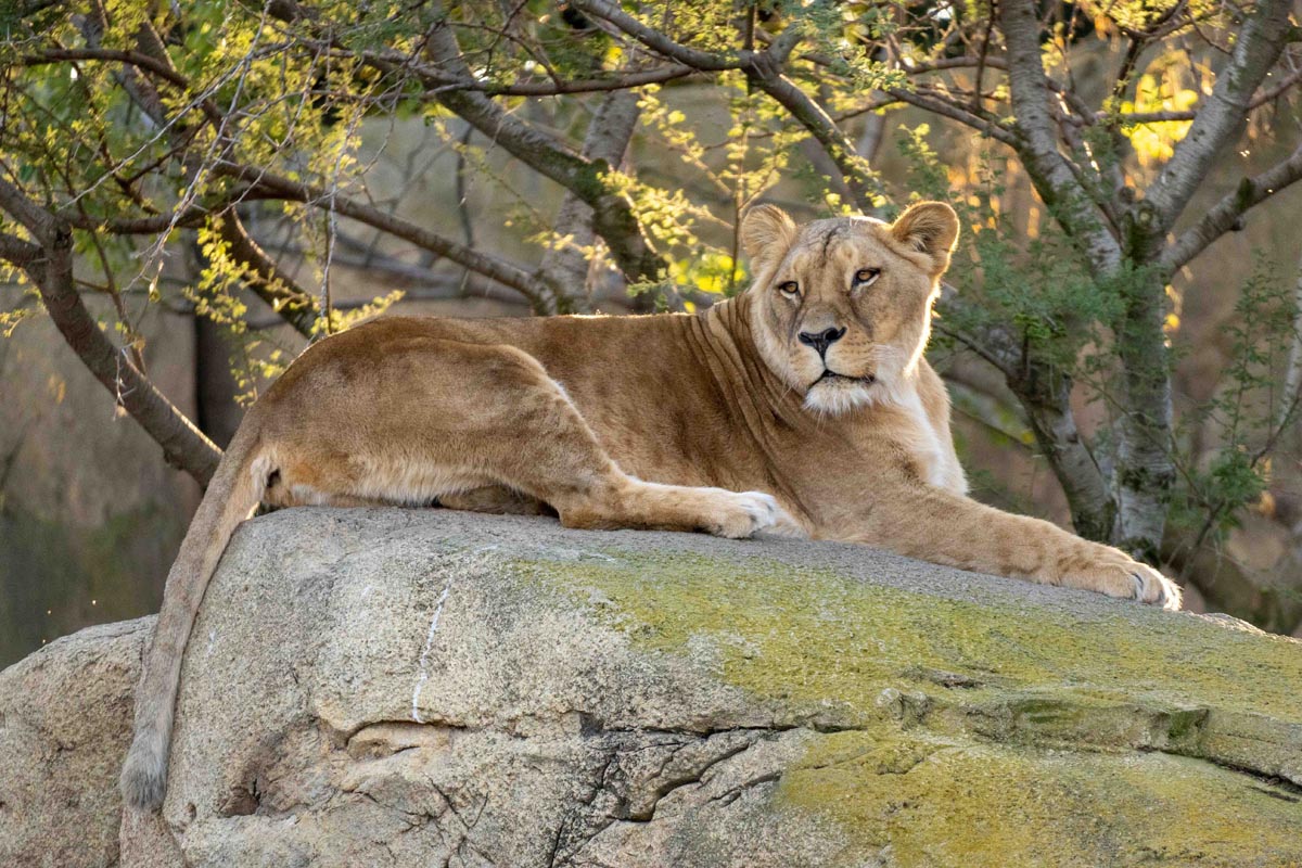 Leona Luana descansando en una roca en Bioparc Valencia