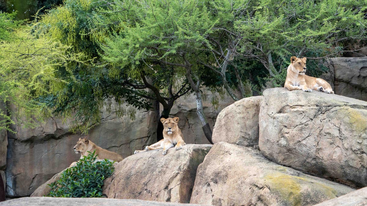 Leonas descansando en un kopje en Bioparc Valencia.