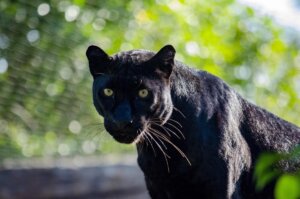 Pantera Mamba en Bioparc Valencia con mirada intensa y pelaje brillante
