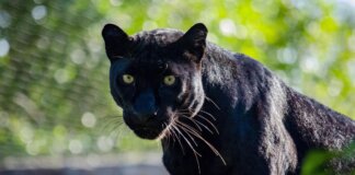 Pantera Mamba en Bioparc Valencia con mirada intensa y pelaje brillante