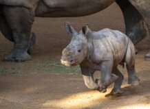 Cría de rinoceronte corriendo junto a su madre en Bioparc Valencia