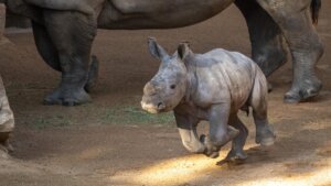 Cría de rinoceronte corriendo junto a su madre en Bioparc Valencia