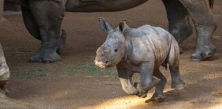Cría de rinoceronte corriendo junto a su madre en Bioparc Valencia