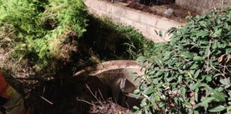 Rescate de una persona caída en una alcantarilla en Massamagrell.