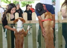 Torrent reúne perros y gatos de veinte países diferentes en dos exhibiciones internacionales Niña interactuando con perros en exhibición internacional en Torrent.