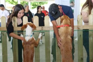 Niña interactuando con perros en exhibición internacional en Torrent.