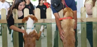 Niña interactuando con perros en exhibición internacional en Torrent.