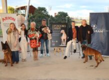 Más de 1.000 perros de 200 razas se darán cita en Torrent con la exposición nacional e internacional canina Torrent será sede de exposiciones caninas el 13 y 14 de diciembre.