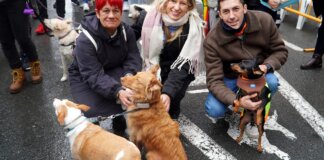 Personas acariciando perros en la bendición de animales en Valencia
