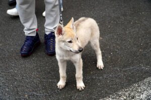 Un cachorro de perro en la bendición de animales en Valencia