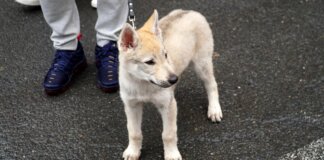 Un cachorro de perro en la bendición de animales en Valencia