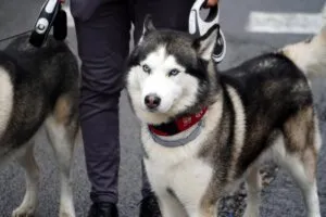 Husky siberiano en la bendición de animales en Valencia