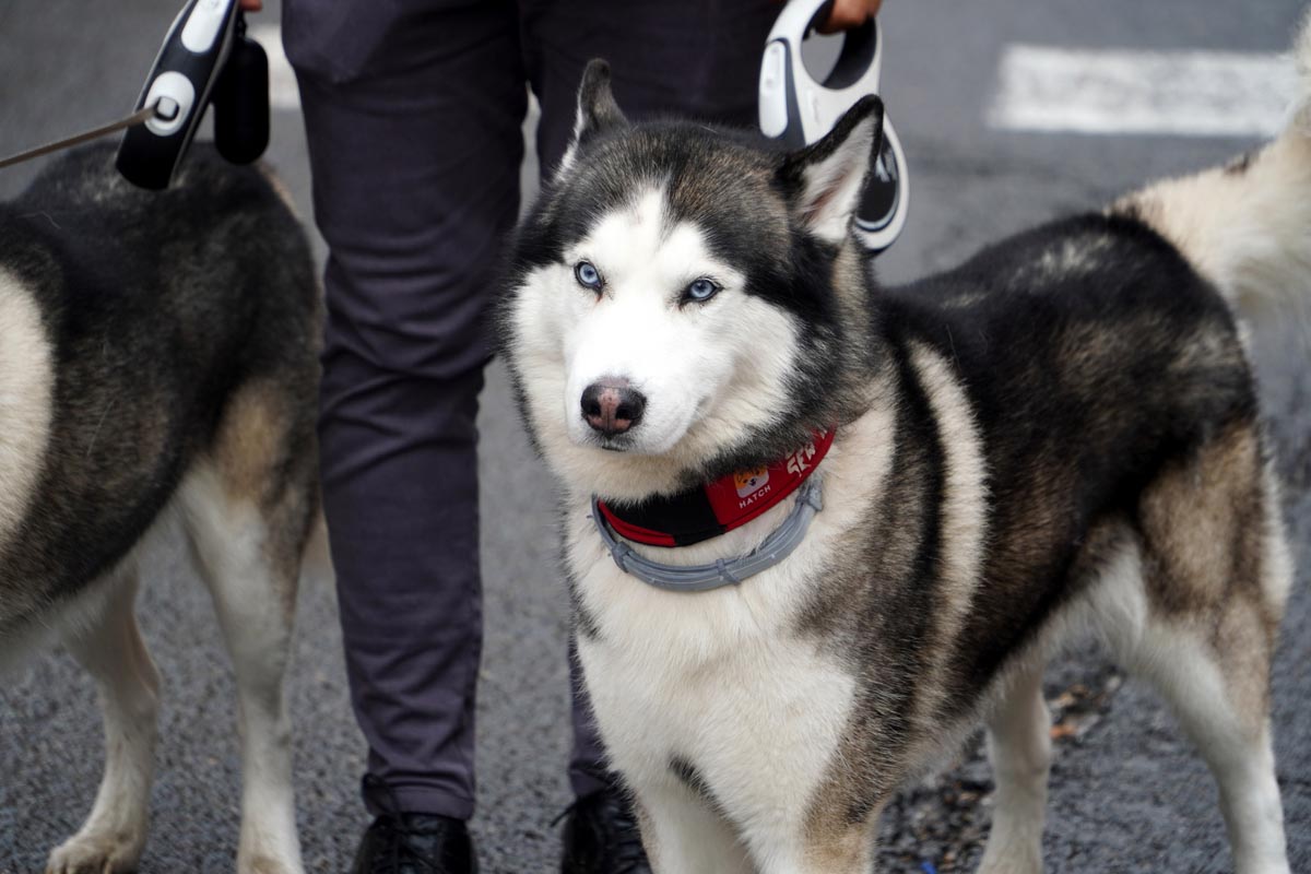 Husky siberiano en la bendición de animales en Valencia