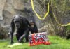 Chimpancés en Bioparc Valencia celebrando un cumpleaños con regalos y decoraciones