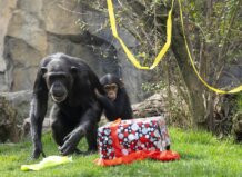 Chimpancés en Bioparc Valencia celebrando un cumpleaños con regalos y decoraciones