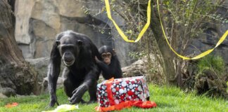 Chimpancés en Bioparc Valencia celebrando un cumpleaños con regalos y decoraciones