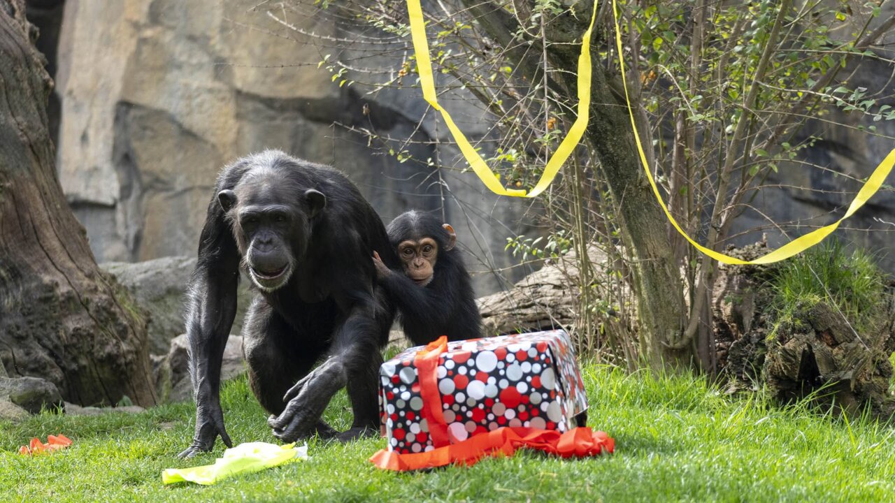 Chimpancés en Bioparc Valencia celebrando un cumpleaños con regalos y decoraciones