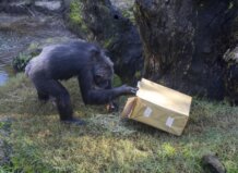 Chimpancé abriendo un regalo en Bioparc Valencia durante Reyes Magos