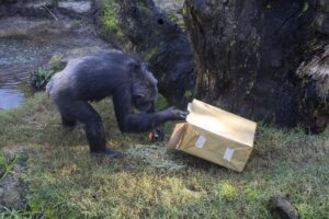 Chimpancé abriendo un regalo en Bioparc Valencia durante Reyes Magos
