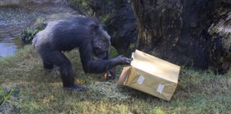 Chimpancé abriendo un regalo en Bioparc Valencia durante Reyes Magos