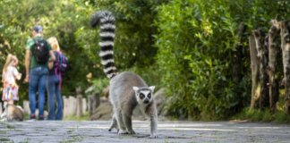 Lémur caminando en Bioparc Valencia con visitantes al fondo