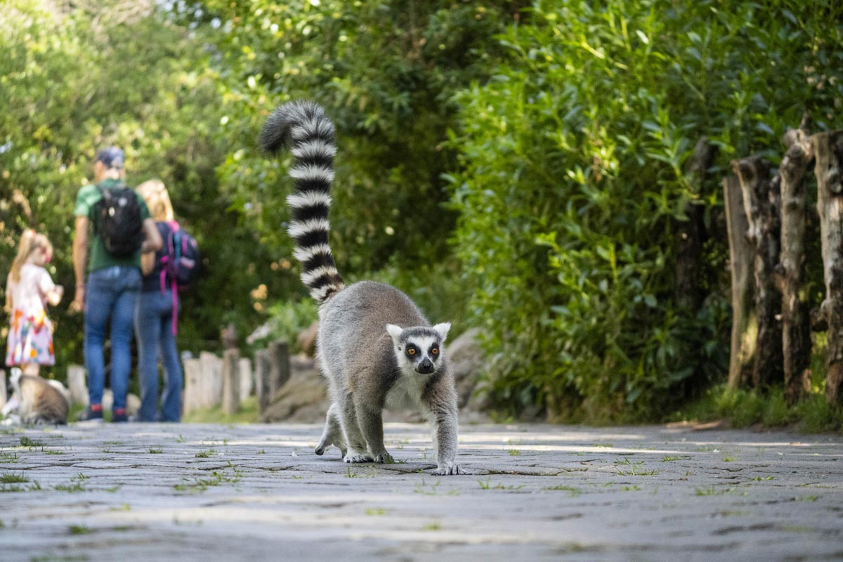 Lémur caminando en Bioparc Valencia con visitantes al fondo
