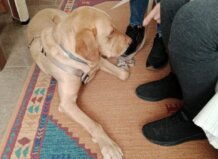 Burjassot desarrolla un proyecto piloto de acompañamiento con perros para mayores con Alzheimer Perro de terapia interactuando con persona mayor en Burjassot