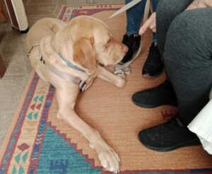 Perro de terapia interactuando con persona mayor en Burjassot