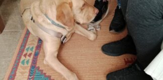 Perro de terapia interactuando con persona mayor en Burjassot