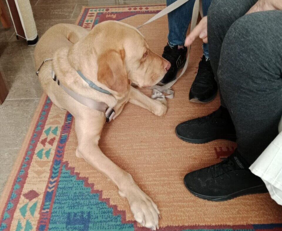 Perro de terapia interactuando con persona mayor en Burjassot