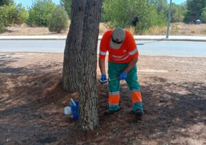 Trabajador aplicando tratamiento preventivo en un árbol en Paterna