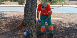 Trabajador aplicando tratamiento preventivo en un árbol en Paterna