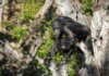 Bioparc Valencia celebra el primer año de vida del chimpancé Ekon con una gran fiesta de frutas en pleno temporal Chimpancés en la selva del Bioparc de Valencia interactuando entre ellos.