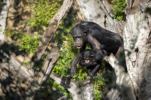 Chimpancés en la selva del Bioparc de Valencia interactuando entre ellos.