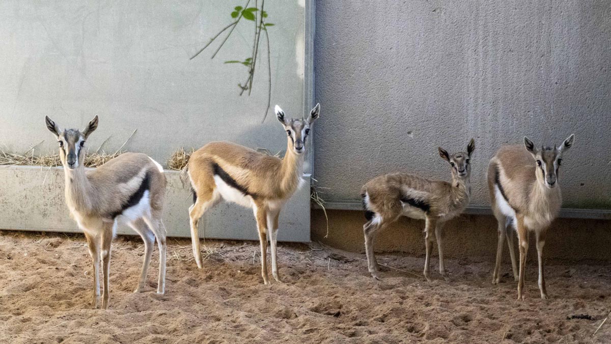 Gacelas de Thomson en Bioparc Valencia adaptándose a su nuevo entorno
