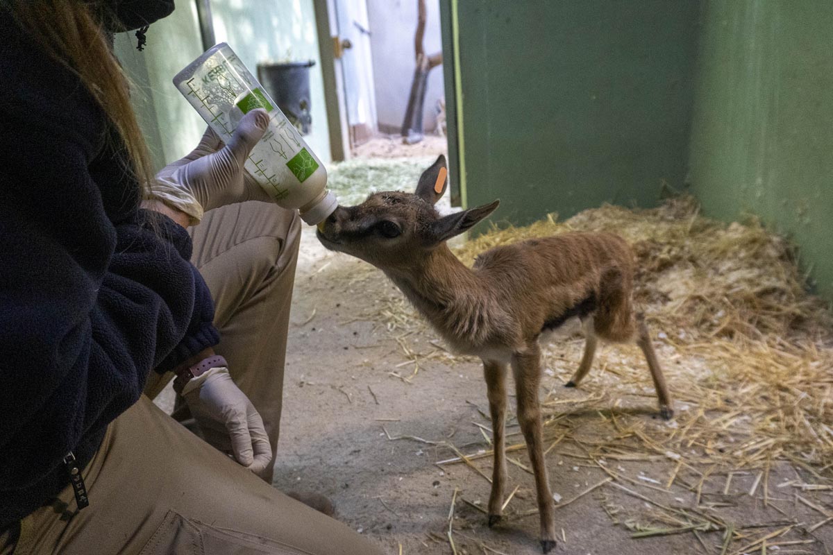 Gacela de Thomson siendo alimentada con biberón en Bioparc Valencia.